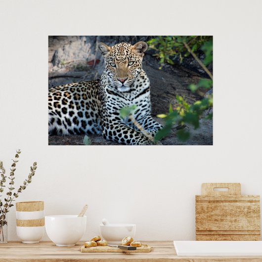 Sluit de leopard-portret af. poster (Keuken)