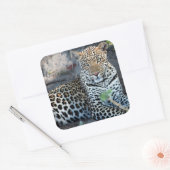 Sluit de leopard-portret af. vierkante sticker (Envelop)