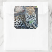 Sluit de leopard-portret af. vierkante sticker (Tas)