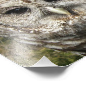 Sluit een Barred Owl Foto Afdruk (Hoek)