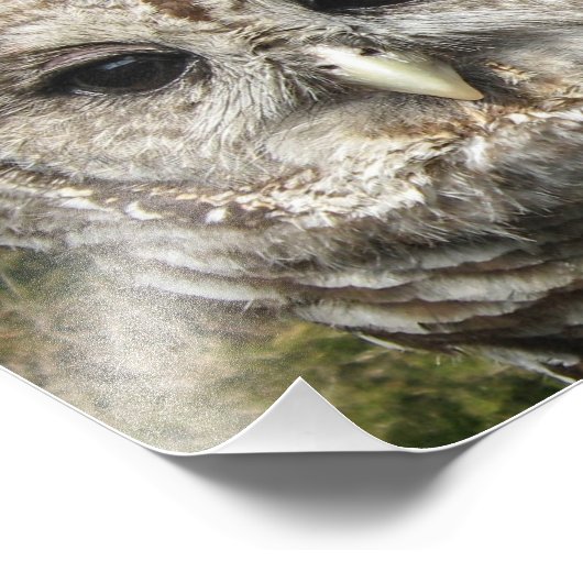 Sluit een Barred Owl Foto Afdruk (Hoek)