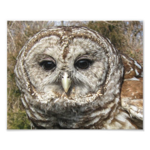 Sluit een Barred Owl Foto Afdruk