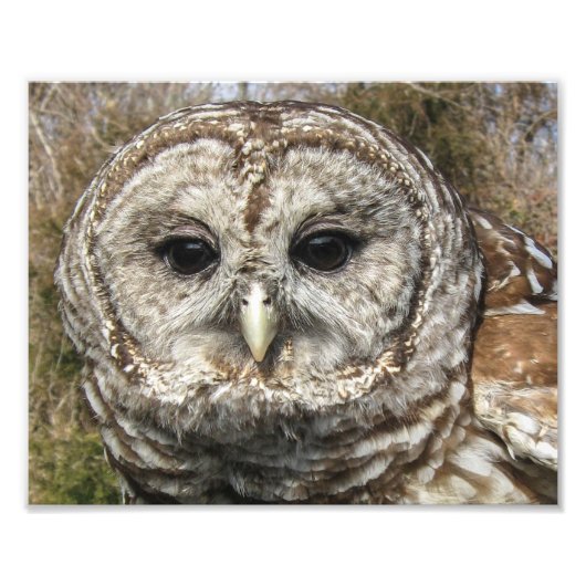 Sluit een Barred Owl Foto Afdruk (Voorkant)