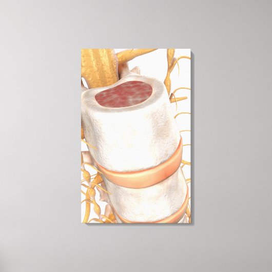 Sluit een ongewervelde schijf in de wervelkolom canvas afdruk (Voorkant)