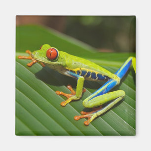Sluit een Rode Oogkikker op een blad Magneet