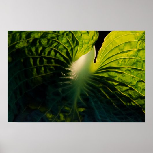 Sluit Green Hosta Leaf op zwart Poster (Voorkant)