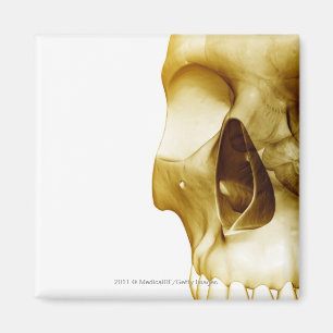 Sluit het frontale uitzicht van de hersenen in een magneet