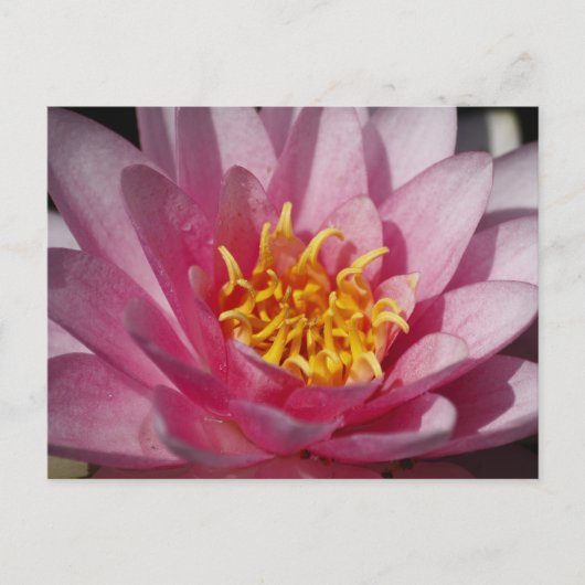 Sluit Lilly Briefkaart (Voorkant)