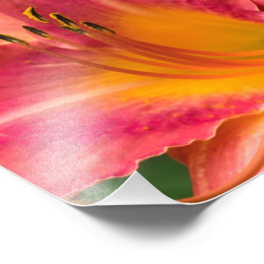 Sluit Macro van Roze Lily Flower Foto Afdruk (Hoek)