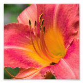 Sluit Macro van Roze Lily Flower Foto Afdruk (Voorkant)