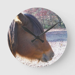 Sluit omhoog van Bruin paard, Klein Bruin Pony Ronde Klok
