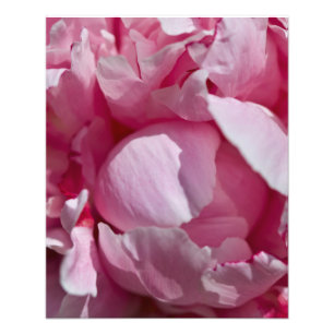 Sluit Pin Peony Flower af Foto Afdruk
