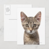 Sluit portret van een kitten af briefkaart (Voorkant / Achterkant)