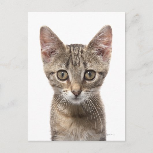 Sluit portret van een kitten af briefkaart (Voorkant)