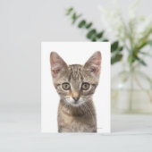 Sluit portret van een kitten af briefkaart (Staand voorkant)