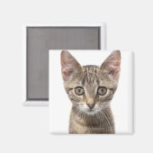 Sluit portret van een kitten af magneet (Voorkant / Achterkant)