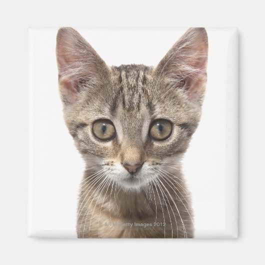 Sluit portret van een kitten af magneet (Voorkant)