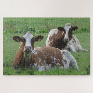 Sluit Puzzle af: twee Cute White-Brown Koeien Legpuzzel