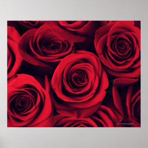 Sluit rode rozenbloemen. poster