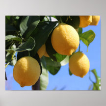 Sluit Tak met het Papier van het Poster van Lemons