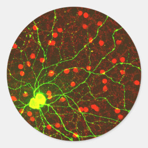 Sluit Uitzicht Retinale Ganglion Cell op Ronde Sticker