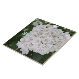 Sluit White Mountain Laurel Flowers Tegeltje