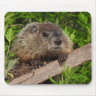 Sluiten Cute Baby Woodchuck Groundhog Muismat
