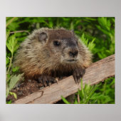Sluiten Cute Baby Woodchuck Groundhog Poster (Voorkant)