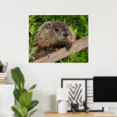 Sluiten Cute Baby Woodchuck Groundhog Poster (Thuiskantoor)
