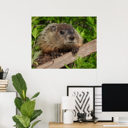 Sluiten Cute Baby Woodchuck Groundhog Poster (Thuiskantoor)