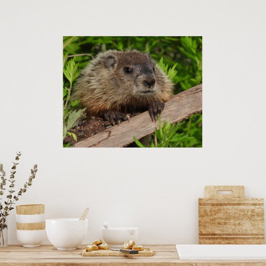 Sluiten Cute Baby Woodchuck Groundhog Poster (Keuken)