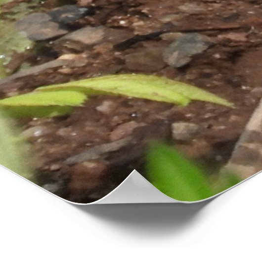 Sluiten Cute Baby Woodchuck Groundhog Poster (Hoek)