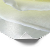 Sluiten details witte roos foto afdruk (Hoek)