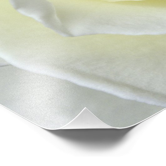 Sluiten details witte roos foto afdruk (Hoek)