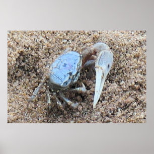 Sluiten en vuil. ! Fiddler Crab Poster