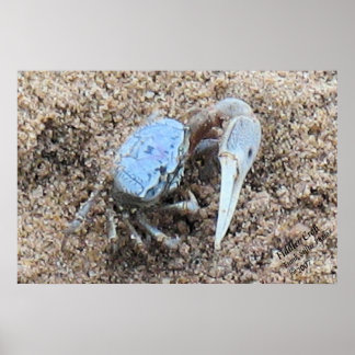 Sluiten en vuil. ! Fiddler Crab Poster