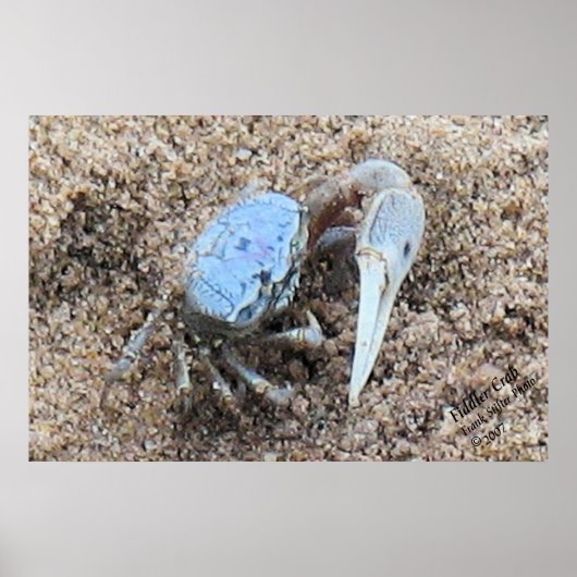 Sluiten en vuil. ! Fiddler Crab Poster (Voorkant)