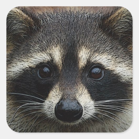 Sluiten Gebouwde voet Raccoon Stare Vierkante Sticker (Voorkant)