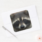 Sluiten Gebouwde voet Raccoon Stare Vierkante Sticker (Envelop)