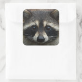 Sluiten Gebouwde voet Raccoon Stare Vierkante Sticker (Tas)