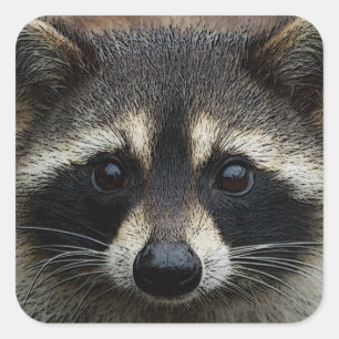 Sluiten Gebouwde voet Raccoon Stare Vierkante Sticker