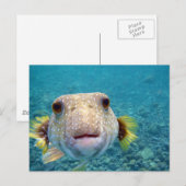 Sluiten Gezicht van een Puffer Fish Arothron Hispi Briefkaart (Voorkant / Achterkant)