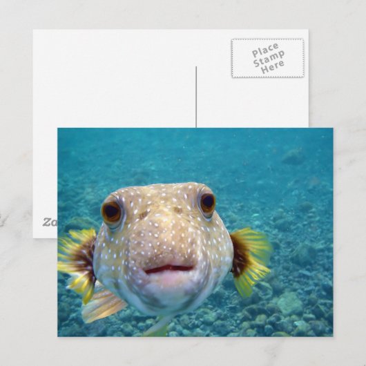 Sluiten Gezicht van een Puffer Fish Arothron Hispi Briefkaart (Voorkant / Achterkant)