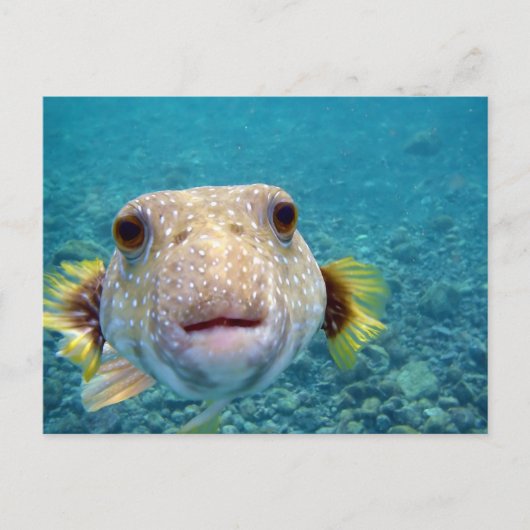Sluiten Gezicht van een Puffer Fish Arothron Hispi Briefkaart (Voorkant)