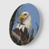 Sluiten Hoofd Shot of Bald Eagle Grote Klok (Hoek)