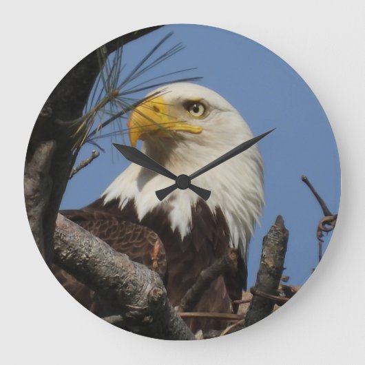 Sluiten Hoofd Shot of Bald Eagle Grote Klok (Voorkant)