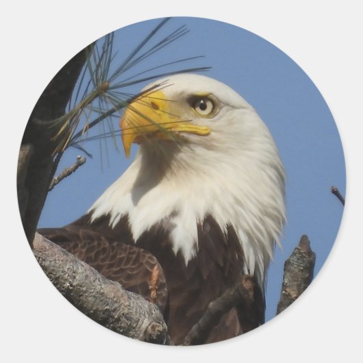Sluiten Hoofd Shot of Bald Eagle Ronde Sticker (Voorkant)