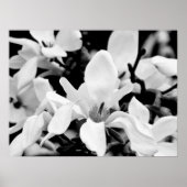 Sluiten Magnolia Blooms Art Poster (Voorkant)