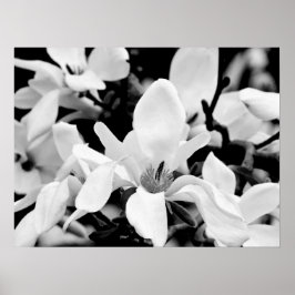 Sluiten Magnolia Blooms Art Poster