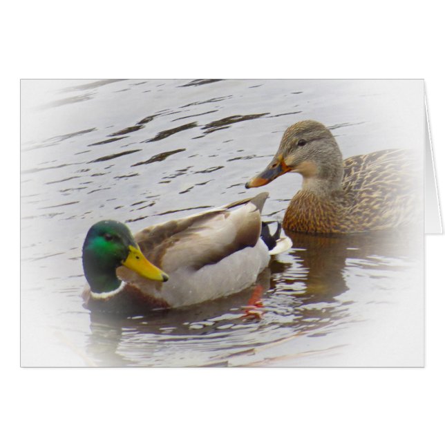 Sluiten - Mallard Duck Pair (Voorkant Horizontaal)